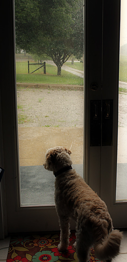 rain on july 4th dog in window