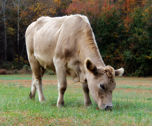 cow-betty-sue-eating-tennessee-2013