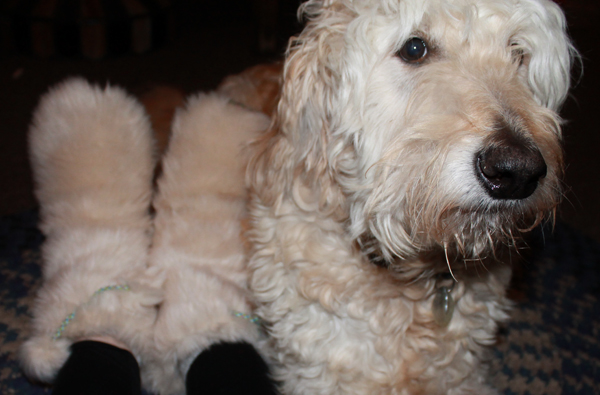 white-faux-fur-slippers-dog