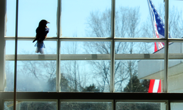 bird-in-workshop-window-3