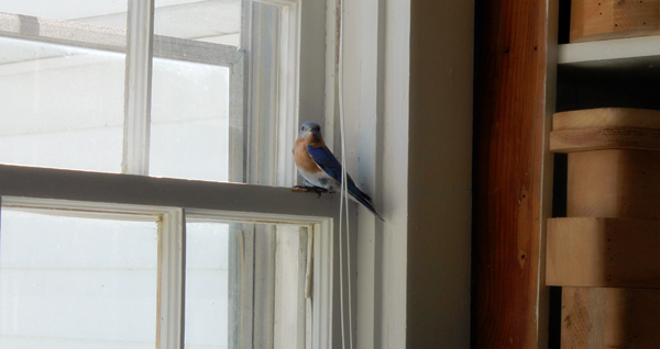 bird-in-workshop-window