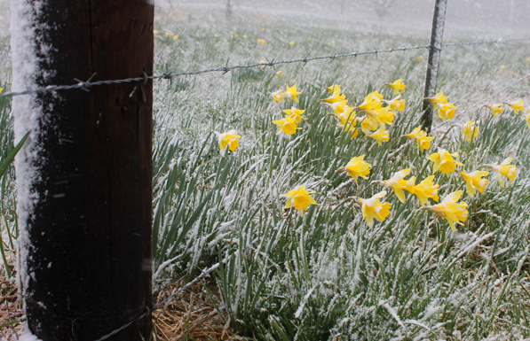 tennessee-snow-daffodil