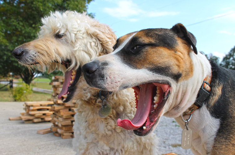 stacks-of-wood-pic-dogs-yawning