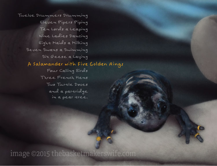 christmas-card-salamander-2015-front