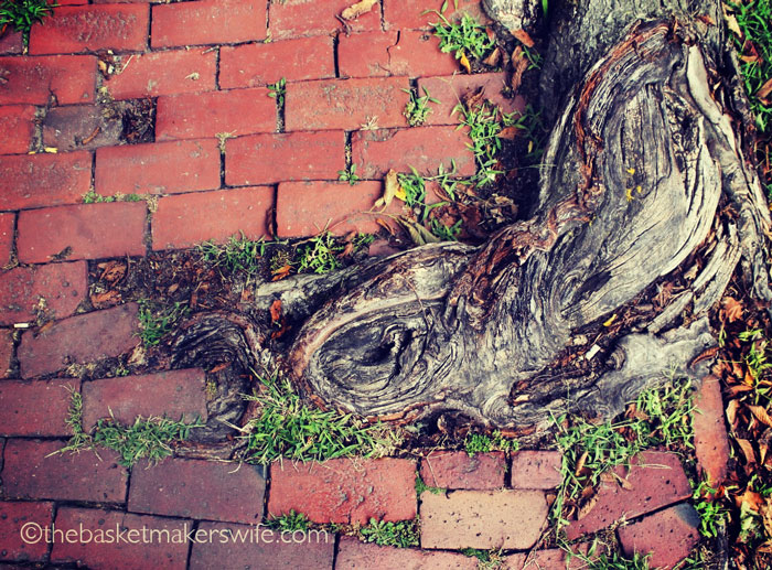 nantucket-2015-looking-down-sidewalk-tree