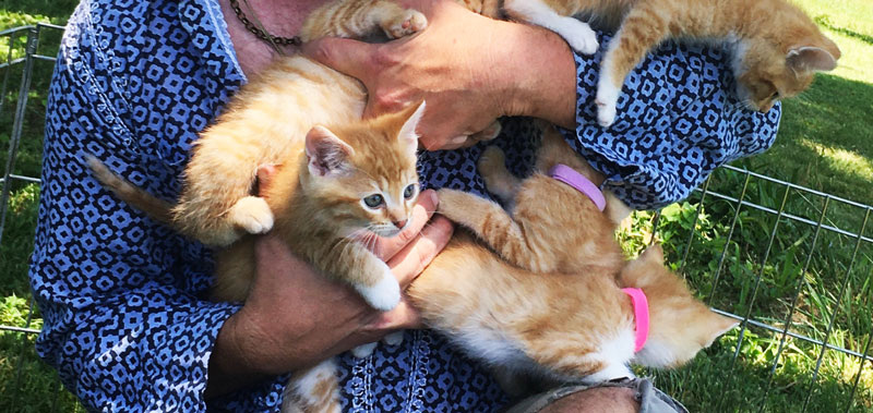 Five Questions Friday: Meet the ‘Kitten King’